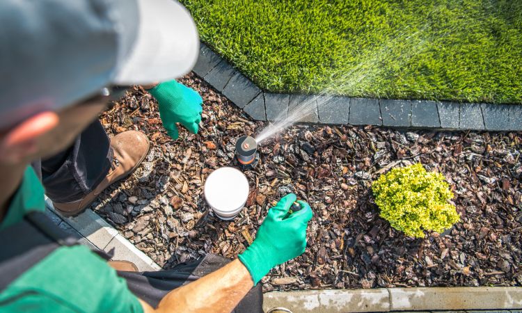 Lawn Health Assessment