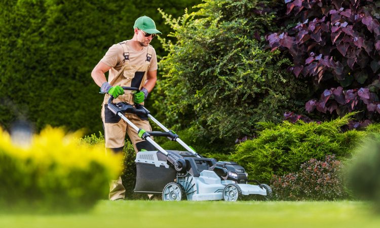 Regular Lawn Mowing